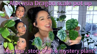 Potting up my Alocasia Dragon Scale finally ! Story time w/ Mystery plant 🤣