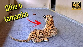 Deram de cara com uma onça de pelúcia gigante - Olhem a reação deles (Golden e um Husky)