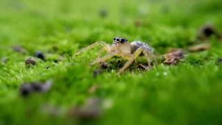 VIVO PHOTOGRAPHY - Tutorial stage macro pakai lensbong