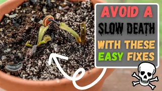 3 Common Venus Fly Trap Care Mistakes That Slowly Kill Your Carnivorous Plant (Updated 2024)