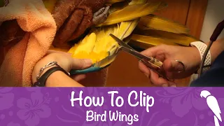 How to Clip Your Bird's Wings