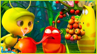 LARVA FULL EPISODE: Wild Fruit | CARTOON MOVIES FOR LIFE | THE BEST OF CARTOON BOX