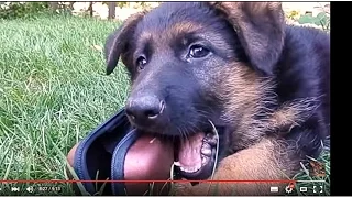 САМЫЙ СМЕШНОЙ  щенок немецкой овчарки . Best Funny German Shepherd puppy.Одесса."