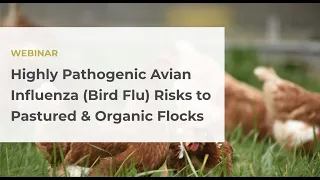 Highly Pathogenic Avian Influenza (Bird Flu) Risks to Pastured & Organic Operations