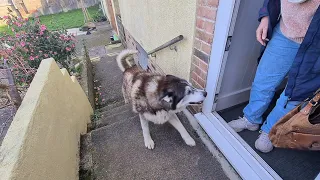Husky's Pure Joy as Biscuit Lady Arrives Home Without him Seeing