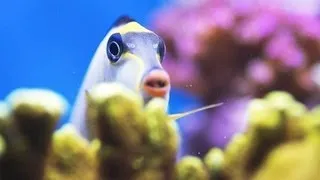 Stop a Fish from Chasing Its Tank Mates | Aquarium Care