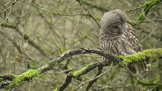 Barred Owl in the morning