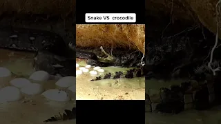 Real Anaconda Vs Aligator #shorts #crocodile