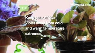 How to Care for African Violets