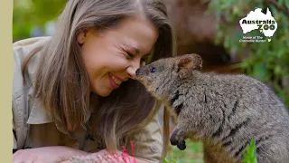 Our 3 new quokkas get their names! | Australia Zoo Life