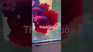 Quá trình phát triển của betta halfmoon #cabaymau #cácảnh #betta #guppy #thủysinh #shorts