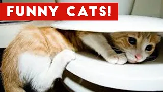 Hilarious Cat Fails 😻- Funny Cats Life 😁 -Don't Try To Hold Back Laughter