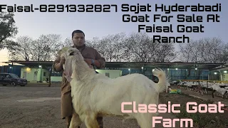 Sojat Hyderabadi 130 kg Goat Sale At Faisal Goat Ranch Location Classic Goat Farm Padgha