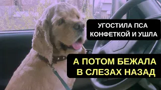 ОНА УГОСТИЛА БЕЗДОМНОГО ПСА КОНФЕТКОЙ И УШЛА. НО ПОТОМ БЕЖАЛА В СЛЕЗАХ НАЗАД. #СПАСЕНИЕЖИВОТНЫХ