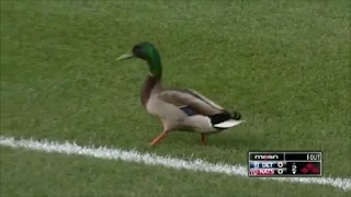 MLB Animals on the Field