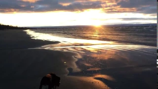 Griffy at Wasaga