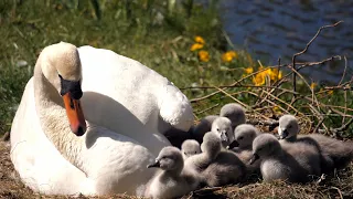 Mute Swan Cygnets at nest 4K