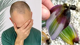 My Tradescantia Propagation Failed! Here’s Why