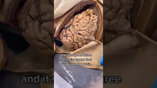 The Layers of a Real Human Head