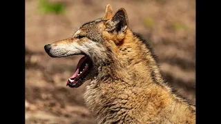 Wolf growling and snarling Compilation With Pictures High Quality Audio Sound Effects