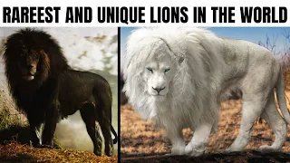 9 Most Unique Lions in the World!