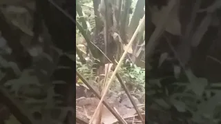 pikat ayam hutan merah sulawesi yg menegangkan betkelahi lama part 1