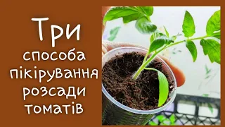 Три способа пікірування розсади томатів #томат #помідор #розсада #супер