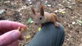 До смешного наглая белка в парке / Ridiculously impudent squirrel in the park