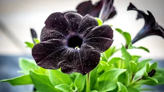 Черные цветы - от известных до самых необыкновенных