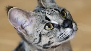 This Is The Most Expensive Cat Breed In The World