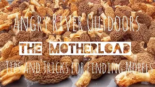 Morel Mushroom Hunting tips and tricks// The Motherload Full version// SW Wisconsin public land