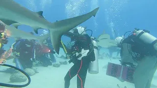 Bahamas Shark Arena 3 - Shark Dive Bahamas, Nassau Stuart Coves