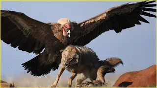 Africa’s vultures in action | Best Attack on prey caught on camera