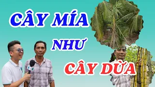 Chuyện lạ cây mía ở Tiền Giang cao như cây dừa - ĐỘC LẠ BÌNH DƯƠNG