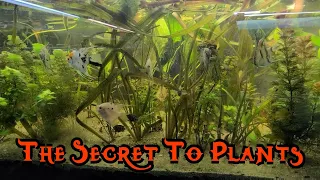 Lets Talk about Fish Ep4: Plants