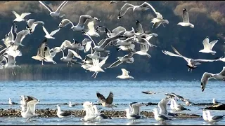 Чайки и бакланы на Белгородском водохранилище || seagulls and cormorants