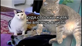 Кот Бендер критикует толстого кота