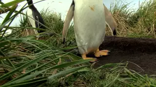 Penguin sounds from close up