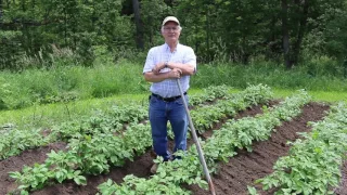 How to mound potatoes