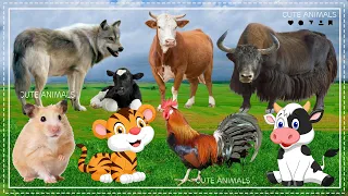 Cute Little Animals Making Funny Sounds: Cow, dog, cat, tiger, chicken, hamster - Animal Paradise