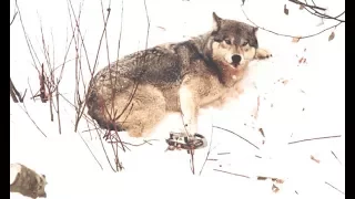 Видео до слез. Попала лапа в капкан