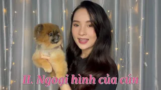 Những tiêu chuẩn để lựa chọn nuôi một chú chó phốc sóc | Bánh Bò Pomeranian Vlog #6