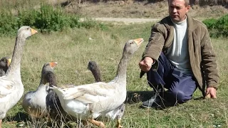 Гуси Миленина Генадия. Экспедиция по гусеводческим хозяйствам №2.