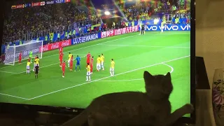 Кот помогает Колумбийцам забить гол в ворота сборной Англии