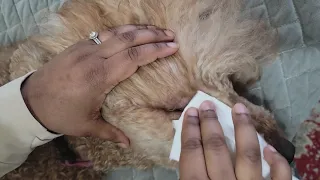 HOW TO TAKE CARE OF POODLE'S EYES