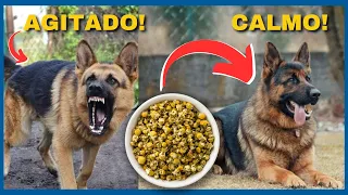 USE ISSO para ACABAR Com a ANSIEDADE, LATIDOS E MIADOS EXCESSIVOS E AGITAÇÃO do Cachorro e do Gato.