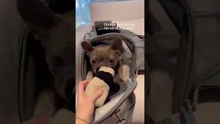 Expandable Pet Carrier For Flying