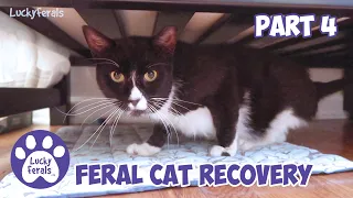 Injured Feral Cat Recovery Part 4 - Days 26 - 34 - Ditto Tribute - Training A Feral Cat