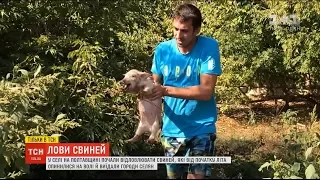 У селі на Полтавщині почали відлов свиней, які від початку літа опинилися на волі