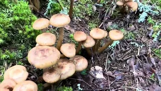 เห็ดขอนสน Honumgsskivlingar🇸🇪 (Armillaria Mellea)